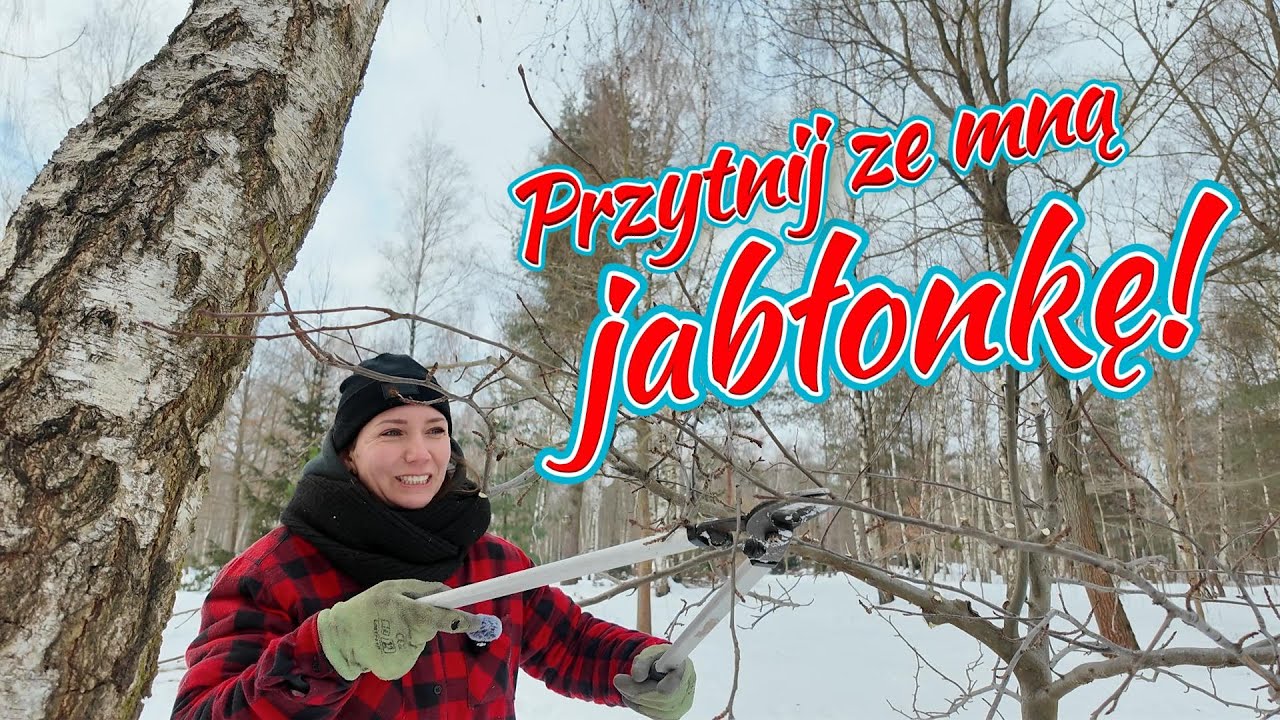 Zimowe cięcie jabłoni