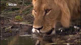 Nadee Ganga Tharanaye Original Song By Chitral Somapala (HD)