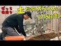土だけだった花壇に一人ぼっちでコケ庭を造ったらめっちゃかっこよくなった【ぼっち庭造り】