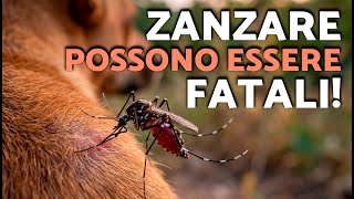 🦟 Le zanzare possono nuocere a cani e gatti? ⚠️ 8 pericoli nascosti