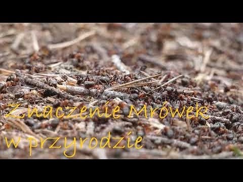 Wideo: Co mrówki jedzą w naturze?