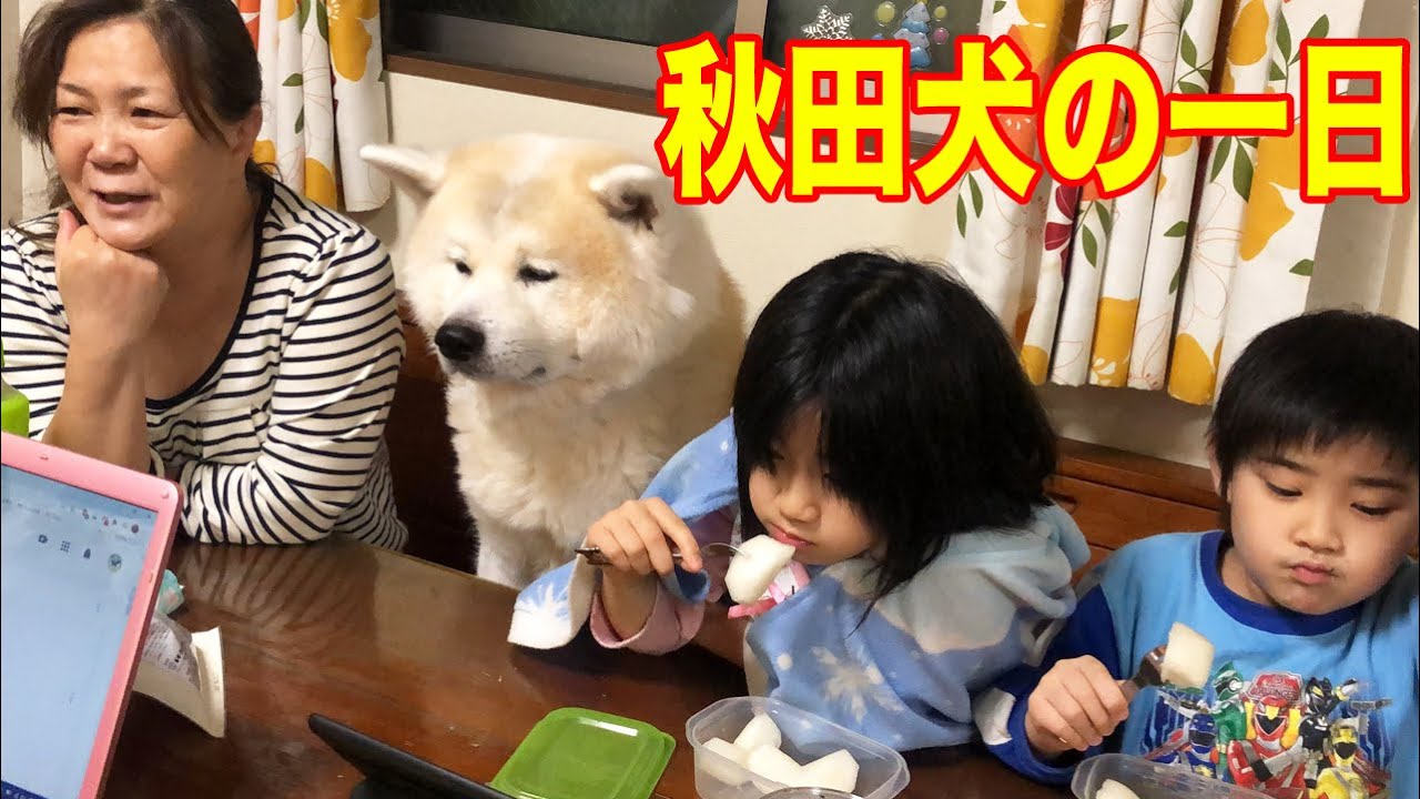 秋田犬そうすけ君の一日は殆ど寝てますzzz【VLOG】 - YouTube