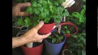 Indoor Grow Room Tour just for YOU!