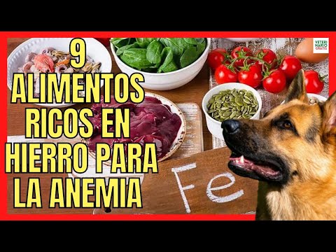 Video: Anemia en perros