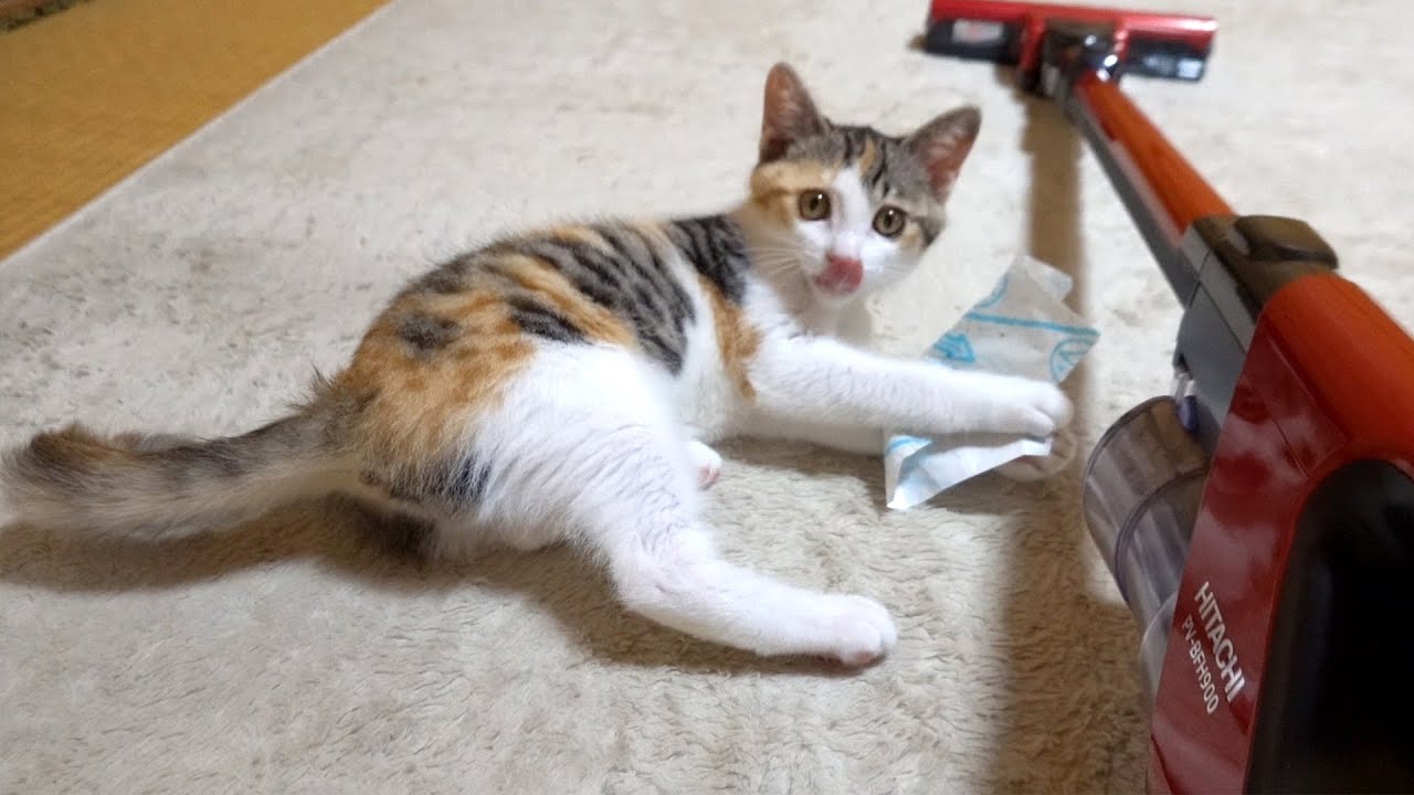 掃除道具をおもちゃだと思い込んでいる子猫が可愛い