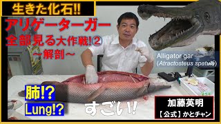 貴重！魚だけど閲覧注意！？アリゲーターガーの解剖！全部見る大作戦② Alligator gar, Atractosteus spatula 教育教材用≫ 加藤英明【公式】かとチャン