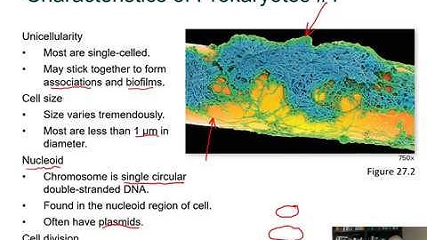 BIOL 1407 Lecture 27 Prokaryotes