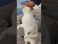 甘え方があざとすぎる猫！！