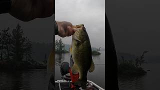Catching BIG BASS on Rainy Day! 🎣🌧️ #shorts #fishing #bass #largemouth #senko #texasrig #rain