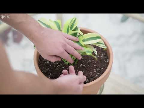 Video: Kan ik Hosta binnen kweken - Tips voor het kweken van Hosta als kamerplant