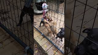 .Apbt.online-Pedigreesmodules?Namepublic&Fileprintpedigree&Dogid891273