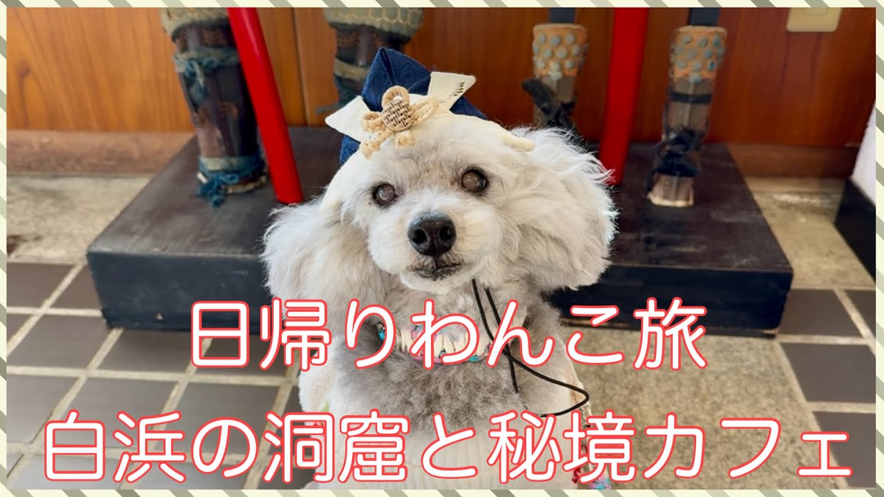 【わんことお出かけ】白浜の自然を楽しんだ1日