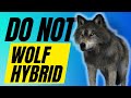 7 Reasons You SHOULD NOT Get a Wolf Hybrid Dog Breed