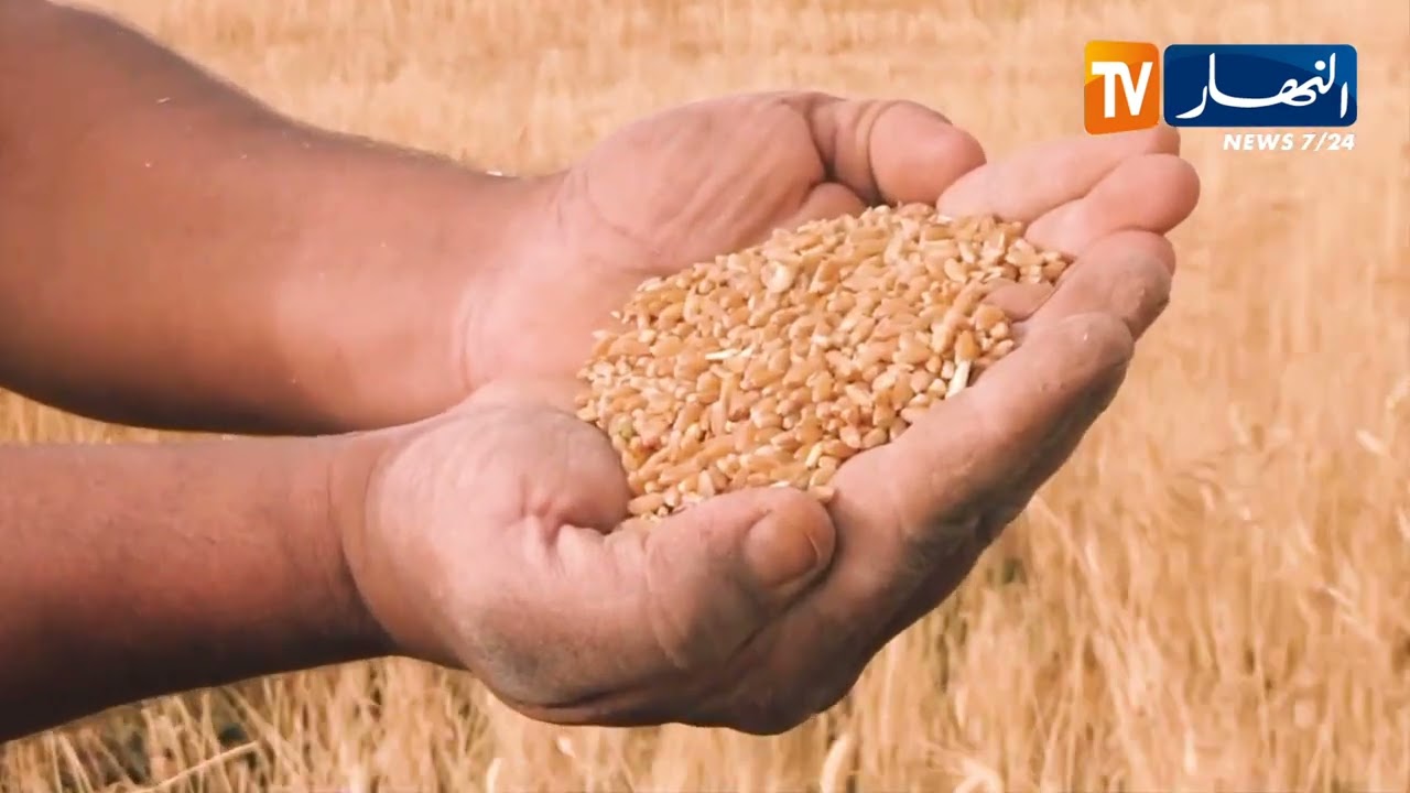 الجلفة / فلاحون يرفعون التحدي وتوقعات بمردود يتجاوز 50 قنطار في الهكتار في الحبوب