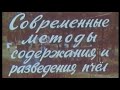 Современные методы содержания и разведения пчёл. Фильм СССР