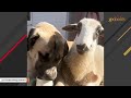 Lamb falls in love with his guardian dog
