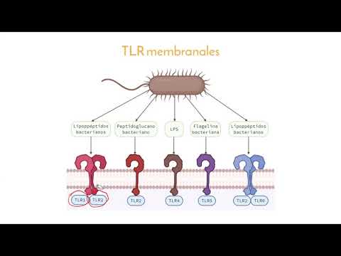 Vídeo: Receptores Tipo Toll 2, 4 Y 7, Interferón Gamma E Interleucina 10, Y Transcripciones De Ligando De Muerte Programada 1 En Piel De Perros De Diferentes Estadios Clínicos De Leishman