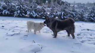 Pastore Del Caucaso E Maremmano - Chube E Luna