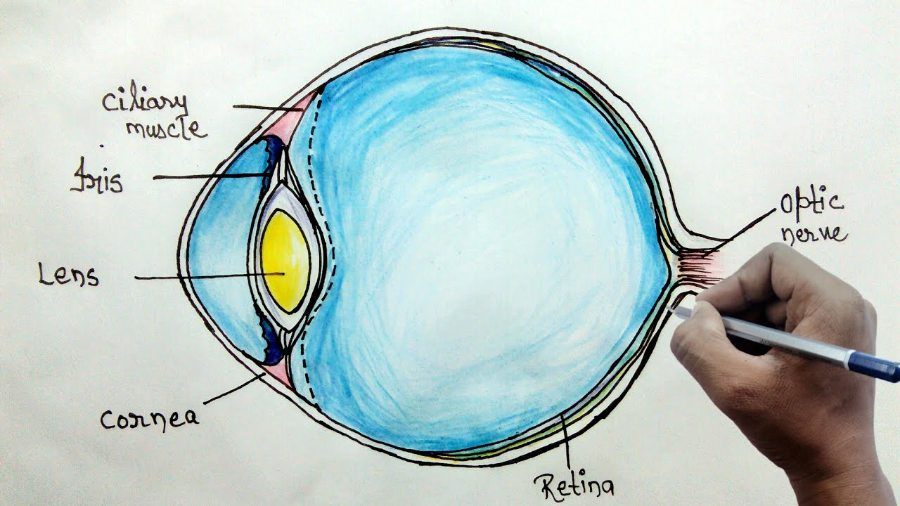 How to draw  human eye diagram  for beginners YouTube