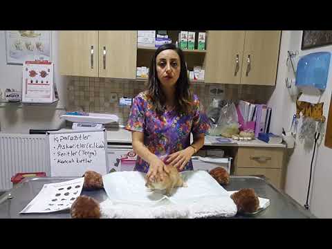 Video: Kediler Için Kale: Damla Kullanımı, Yavru Kedi Tedavisi, Ilacın Incelemeleri, Analoglar Için Talimatlar