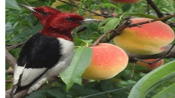 The Strange Bird with Two Heads (Short Stories For Kids)