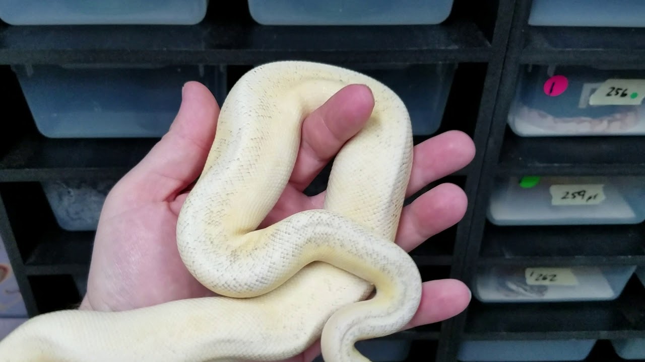 skins exclusivas fortnite Oddball baby ball python