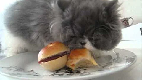 Watch the video about Fluffy persian kitten steals my breakfast