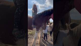 Don’t loose your grip ! 🐎 #clydesdale #horse