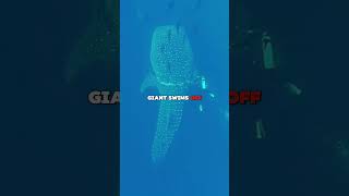 Whale Shark Asks Diver For Help (HEARTWARMING) ❤️