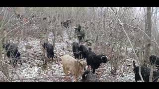 Karli Bi̇r Günden Keçi̇ Yaymaya Gitti̇k Dağda Manzara,Orman ,Güzel Gün