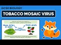 Tobacco Mosaic Virus - Viral Diseases - GCSE Biology