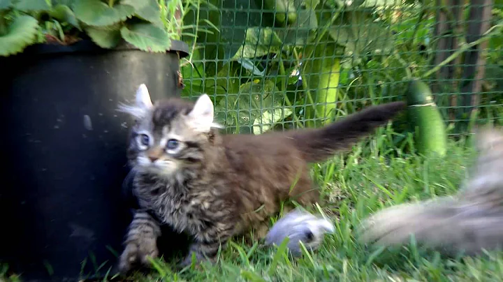 Video 1830441: lynx cat breed, exotic lynx, lynx kitten playing, domestic cat breed, feral cat, rare exotic, cat cross