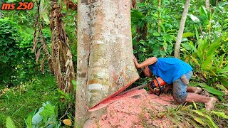 Tumbangnya pohon dengan serat indah, senso kecil tapi mantap, stihl ms 250