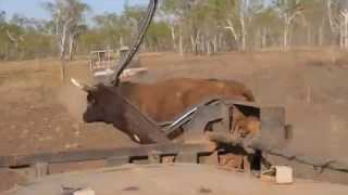 Bull Catching at Doongan Station. Kimberleys, Western Australia