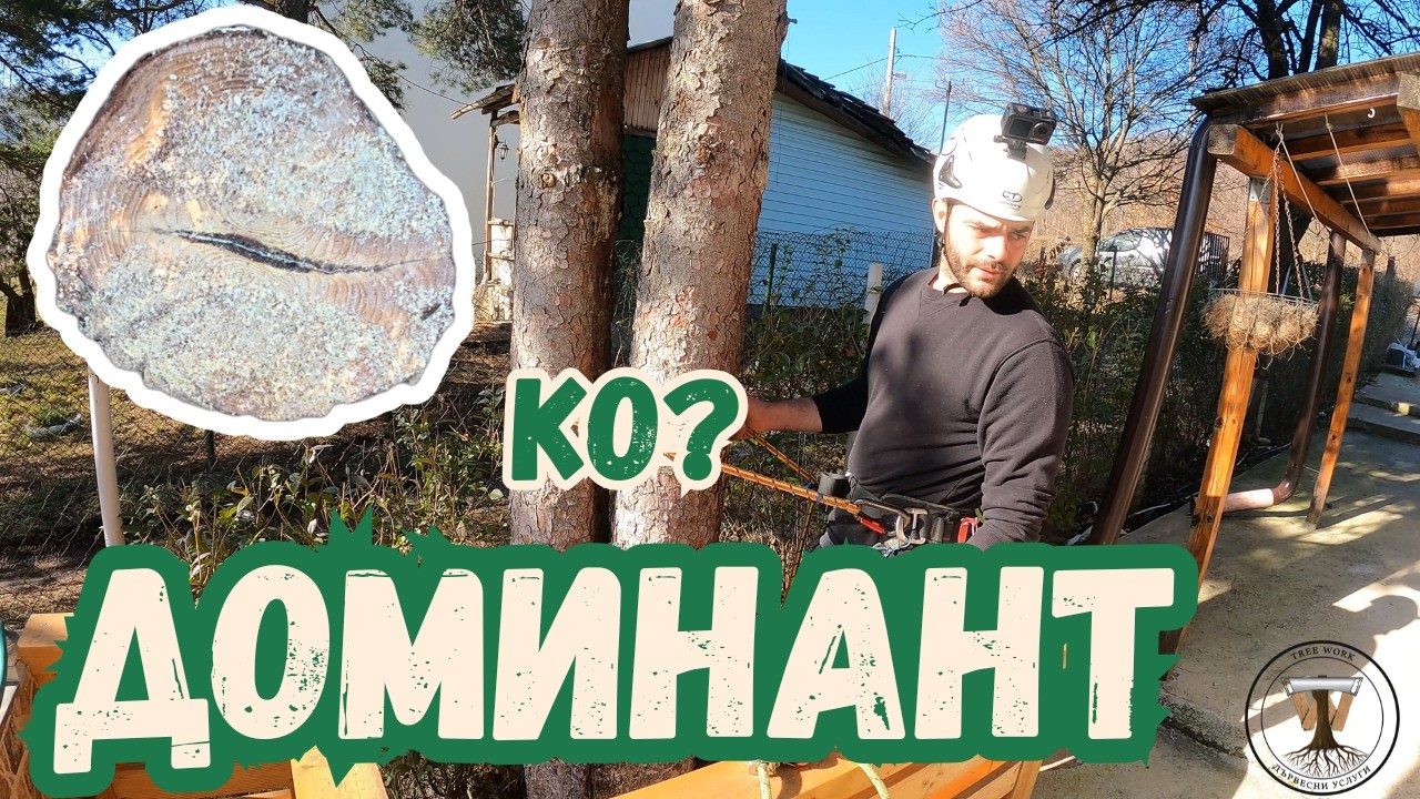 РЯЗАНЕ на СМЪРЧ с ДВОЕН СТВОЛ ''КОДОМИНАНТ