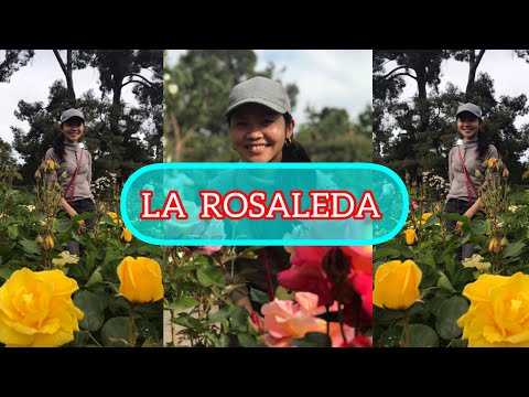 Video: El Renacimiento De La Rosaleda En El Jardín Botánico Principal