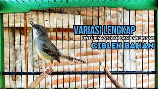 CIBLEK SEMI GACOR AMPUH UNTUK PANCINGAN CIBLEK BAHAN DAN MASTERAN CIBLEK MACET SEKETIKA NYAUT