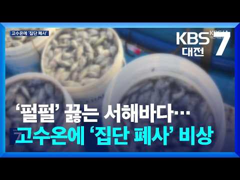 ‘펄펄’ 끓는 서해바다…고수온에 ‘집단 폐사’ 비상 / KBS  2026.08.06.