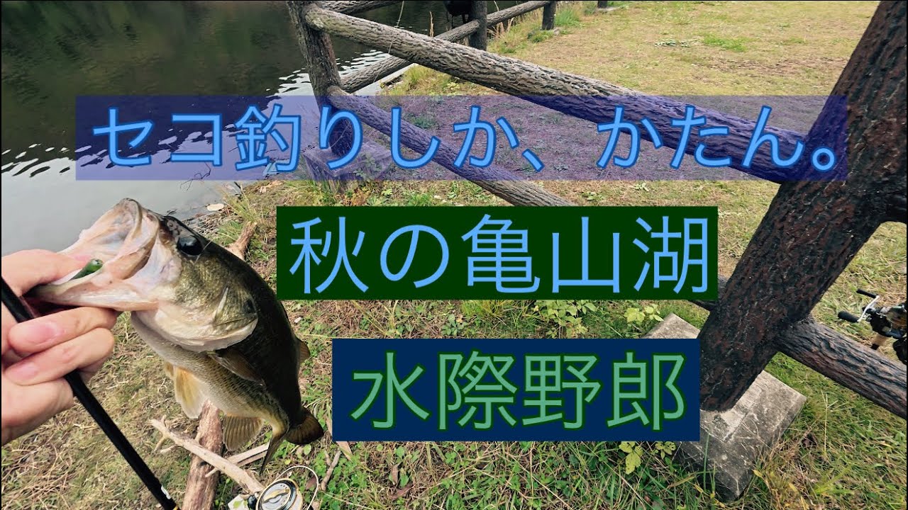 晩秋の亀山湖【バスフィッシング】気難しいバスにはセコ釣りで打開せよ！#バス釣り#ルアー#房総リザーバー