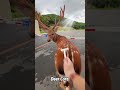 Deer core #deer #deerhunting #deer #deerseason #for #fpy #funny#funnyanimals #fypシ #foryour