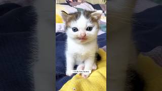 Little Kitten 🐈 Tangled in Net. 🐾