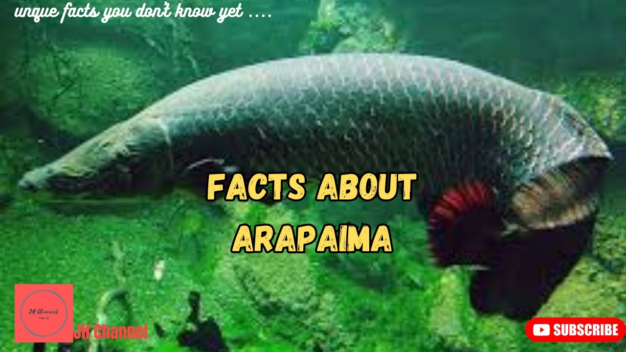8 Interesting Facts About Arapaima, Unique facts you don't know yet ...