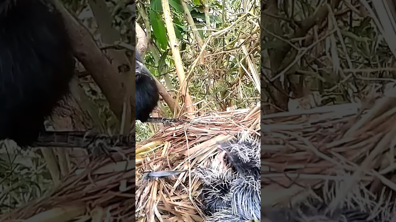 Greater coucal bird brings snake gut to baby 
