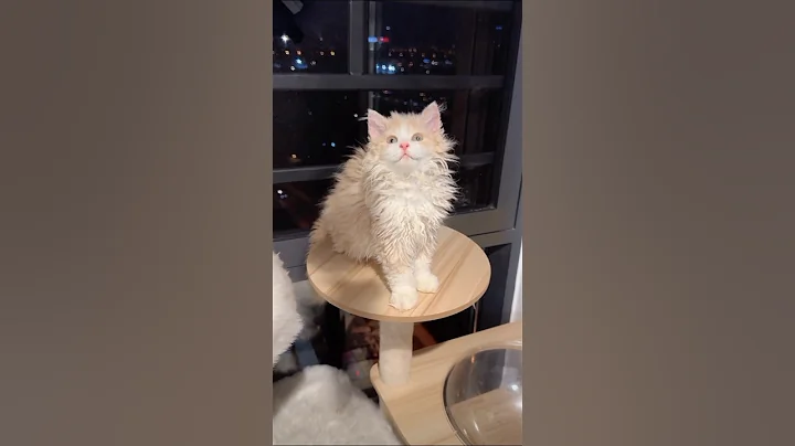 Watch the video about Funny cats angry #kitten #kuching #catvideos #cat #shorts #youtubeshorts