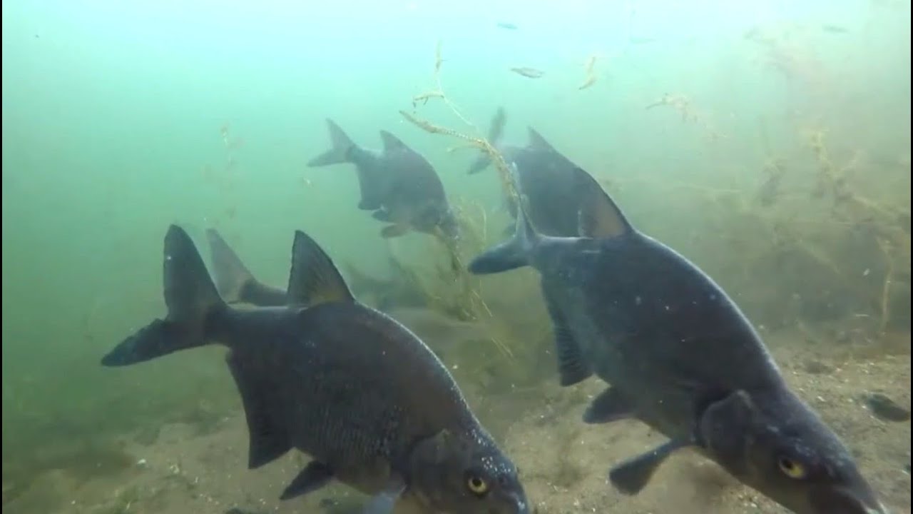 Large shoal of Bream!