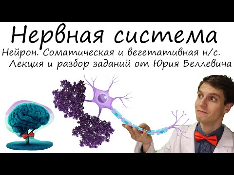 Нервная система. Соматическая и вегетативная. Функции. Лекция и разбор заданий от Юрия Беллевича