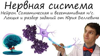 Нервная система. Соматическая и вегетативная. Функции. Лекция и разбор заданий от Юрия Беллевича