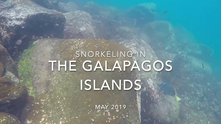 The Galapagos Islands