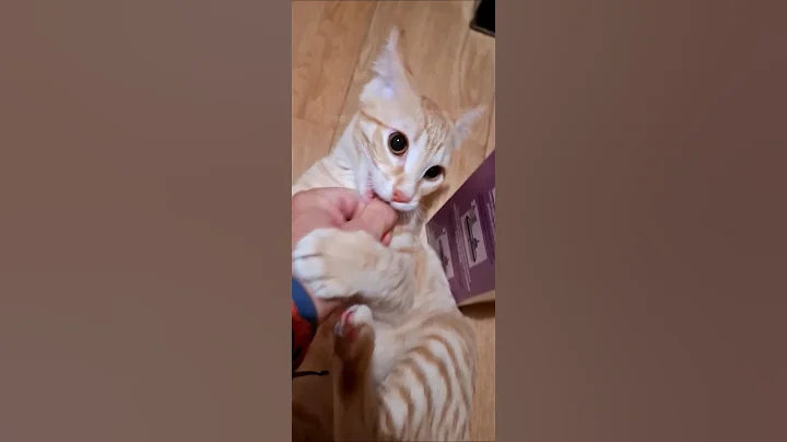 Video 11315671: cat funnycats cute, cute cat attack, funny cat cutest