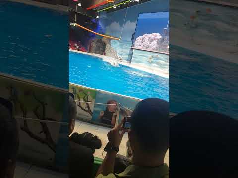 Dubai Dolphinarium